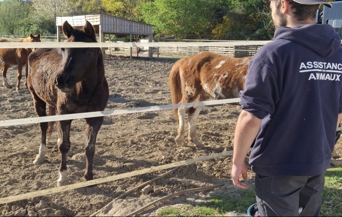 (91) Une association du Coudray-Montceaux condamnée pour maltraitance animale
